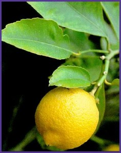 limon